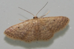 Scopula nesciaria