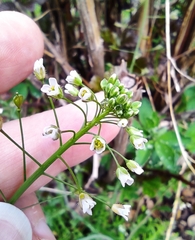 Capsella bursa-pastoris