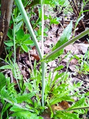 Capsella bursa-pastoris