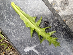 Capsella bursa-pastoris