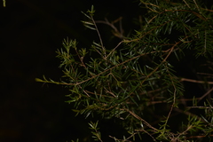 Sannantha angusta