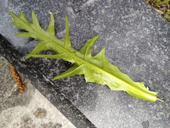 Capsella bursa-pastoris