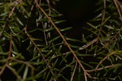 Sannantha angusta
