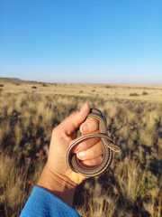 Psammophis leightoni