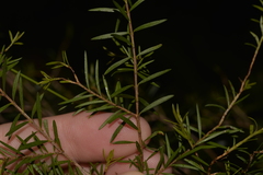 Sannantha angusta