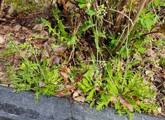 Capsella bursa-pastoris