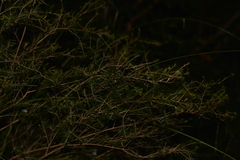 Sannantha angusta