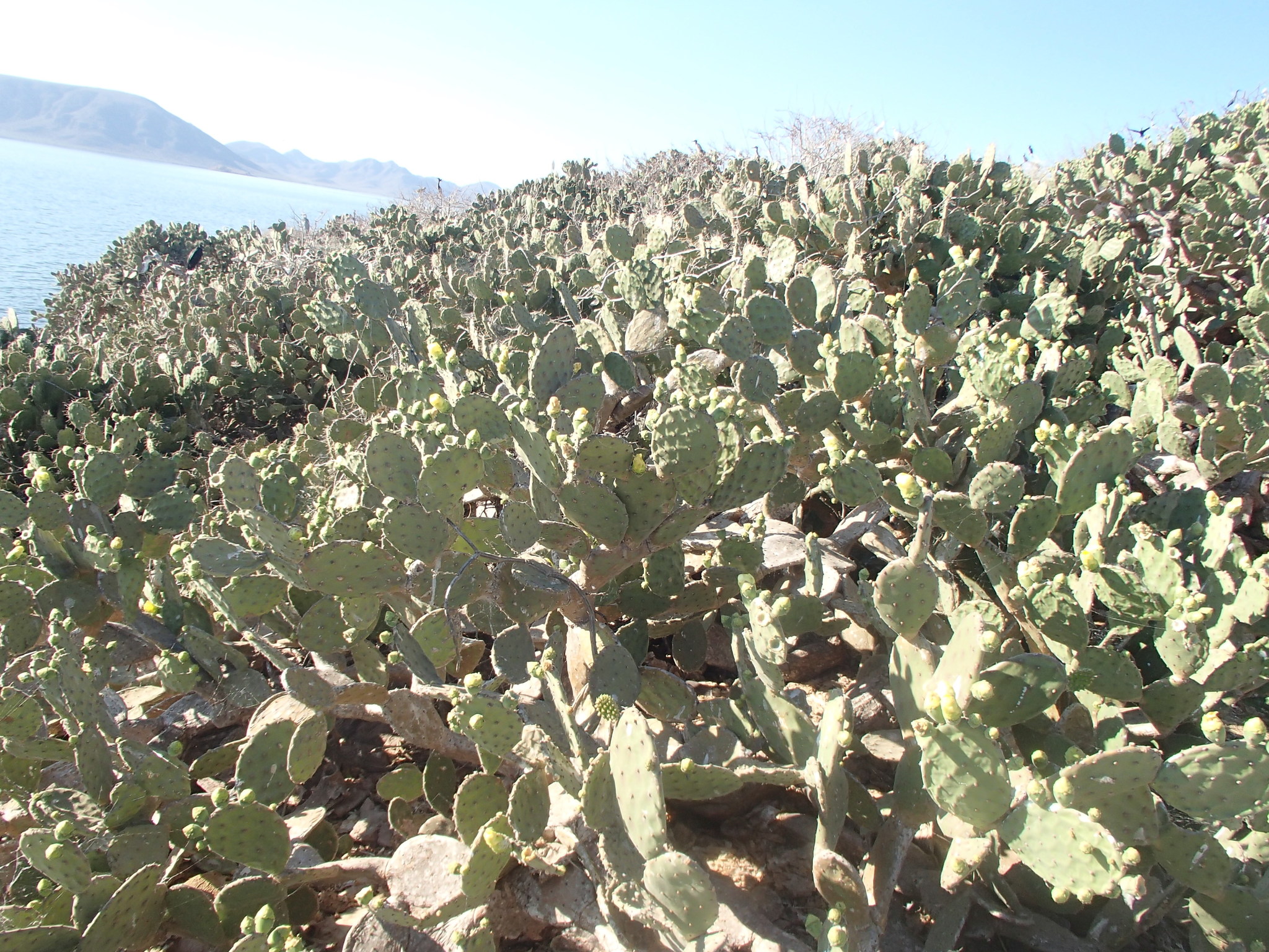 Opuntia wilcoxii