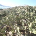 Opuntia wilcoxii - Photo (c) Alberto, some rights reserved (CC BY-NC), uploaded by Alberto