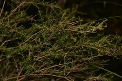 Sannantha angusta
