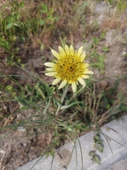 Tragopogon dubius