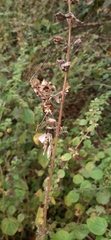 Gongylus gongylodes