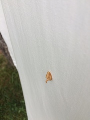 Tortricidia testacea