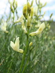 Astragalus cusickii