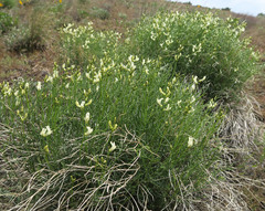 Astragalus cusickii