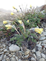 Pulsatilla albana