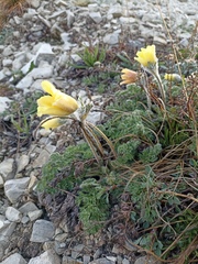 Pulsatilla albana