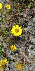 Grindelia stricta angustifolia