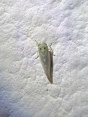 Gloridonus venditarius
