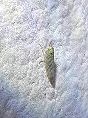 Gloridonus venditarius