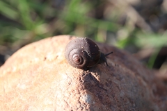 Sauroconcha corneovirens