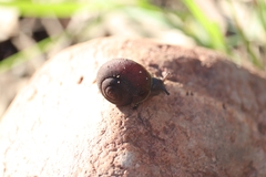 Sauroconcha corneovirens
