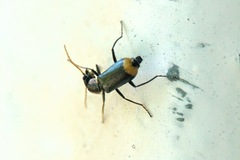 Axinotarsus marginalis