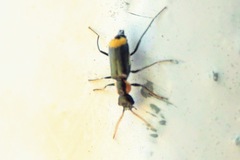 Axinotarsus marginalis