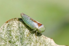 Idiocerus ustulatus