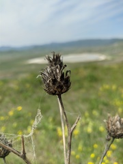 Centaurea orientalis