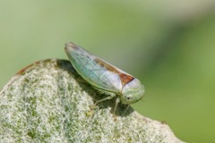 Idiocerus ustulatus
