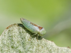 Idiocerus ustulatus