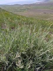 Xeranthemum cylindraceum