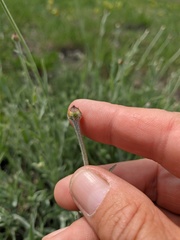 Xeranthemum cylindraceum