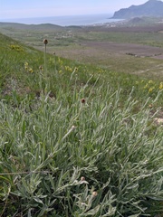 Xeranthemum cylindraceum