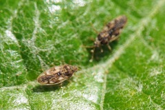 Monosteira unicostata