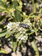 Acmaeodera connexa