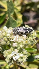 Acmaeodera connexa