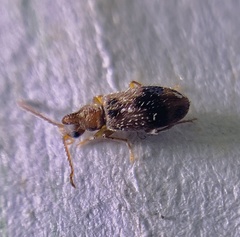 Notoxus desertus