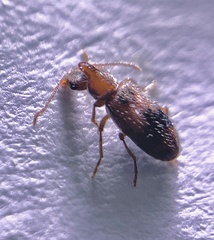 Notoxus desertus
