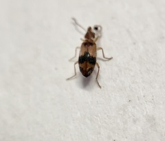 Notoxus desertus