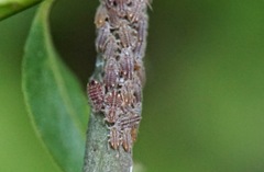Pterocomma rufipes