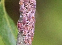 Pterocomma rufipes