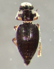 Gymnochthebius