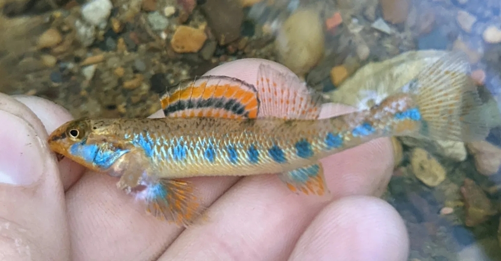 Warioto Darter