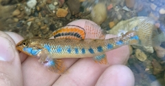 Etheostoma gore