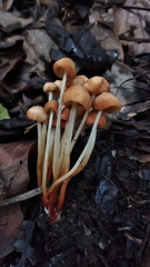 Marasmius cohaerens lachnophyllus