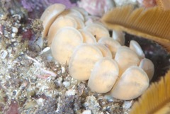 Africofusus ocelliferus