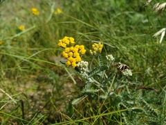 Achillea micrantha