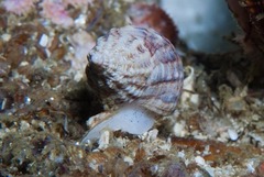 Nassarius capensis